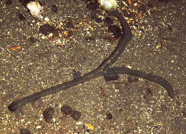 Amalosoma eddystonense - Worms (from various groups)