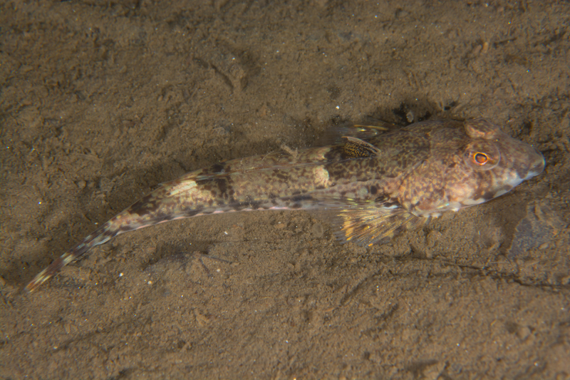 Callionymus reticulatus - Fishes – bony and cartilagous (Pisces)