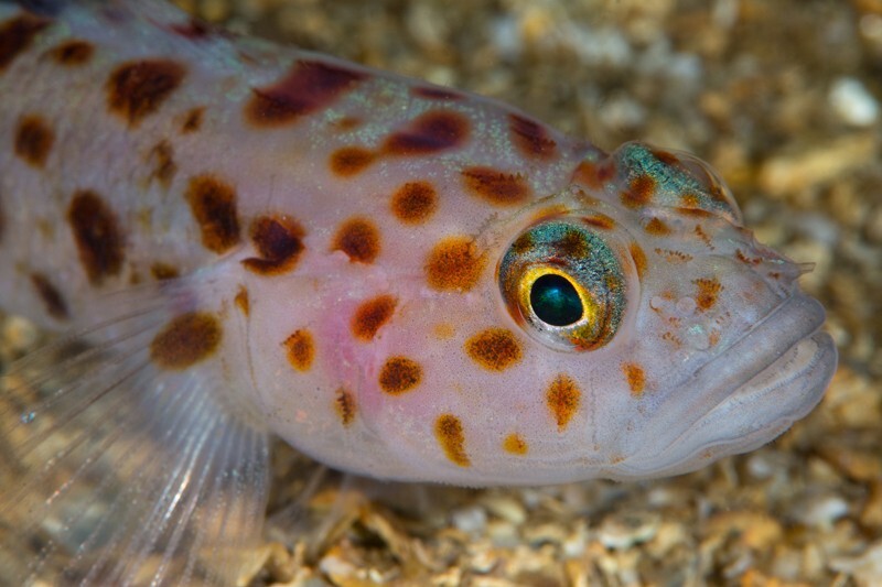 Thorogobius ephippiatus - Fishes – bony and cartilagous (Pisces)