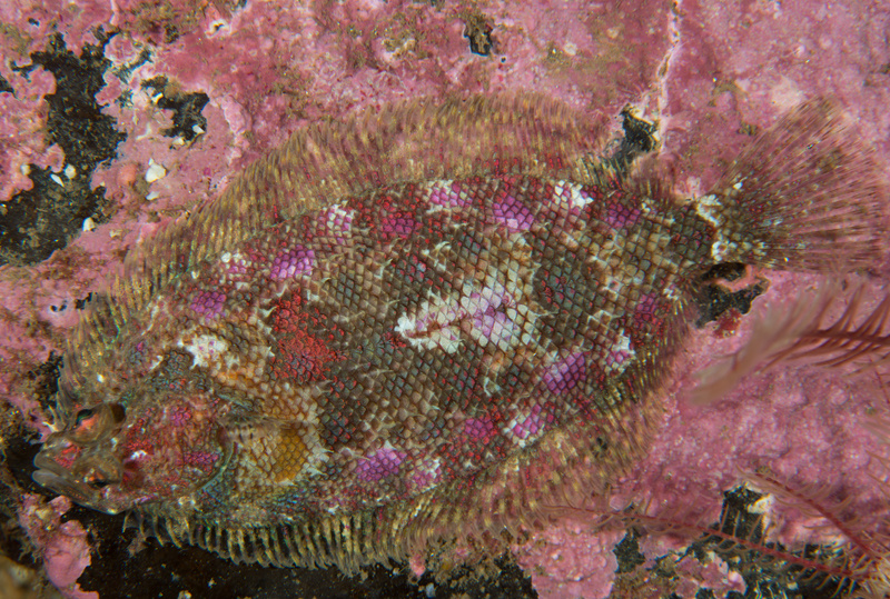 Phrynorhombus norvegicus - Fishes – bony and cartilagous (Pisces)
