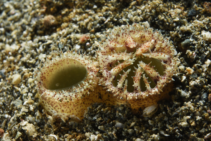 Lutraria lutraria siphon - Sea Snails, Bivalves & Lamp Shells (Mollusca etc)