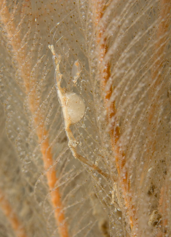 Pseudoprotella phasma - Crabs, Lobsters, Shrimps & Prawns etc (Crustacea)
