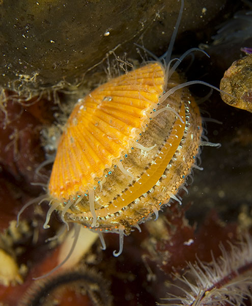 Aequipecten opercularis - Sea Snails, Bivalves & Lamp Shells (Mollusca etc)