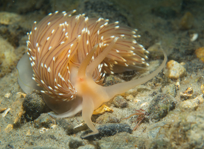 Facelina bostoniensis - Sea Slugs & Sea Hares (Nudibranchs etc)