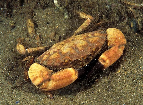 Xantho pilipes - Crabs, Lobsters, Shrimps & Prawns etc (Crustacea)