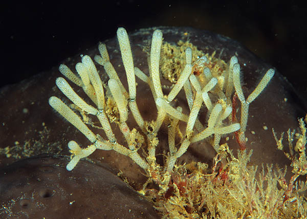 Cellaria sp. - Sea Mats (Bryozoa)