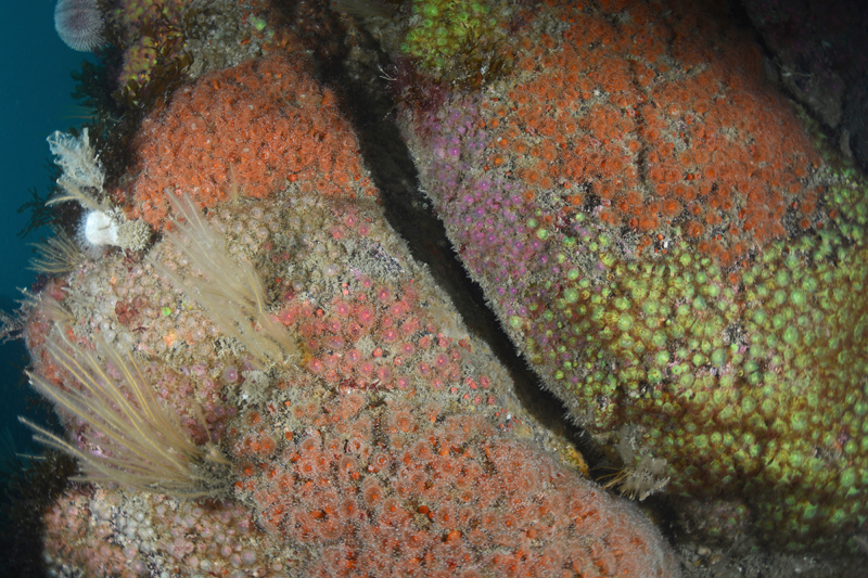 The Manacles Reef - Habitat Scenes