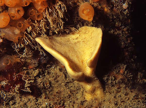 Axinella infundibuliformis - Sponges (Porifera)