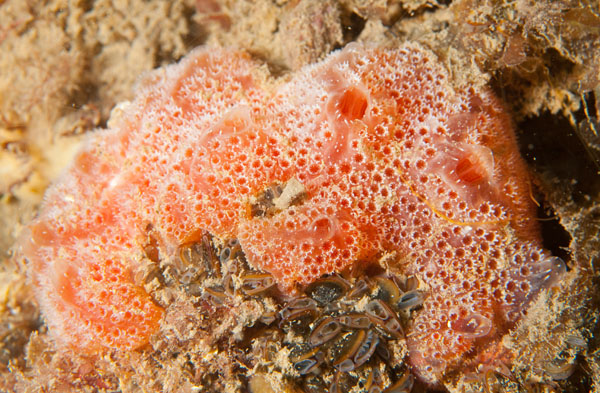 Sidnyum elegans - Sea Squirts (Tunicata)