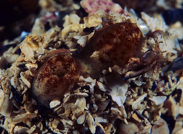 Molgula oculata (siphon) - Sea Squirts (Tunicata)