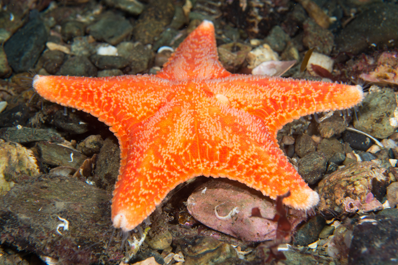 Porania pulvillus - Starfish (Echinodermata)