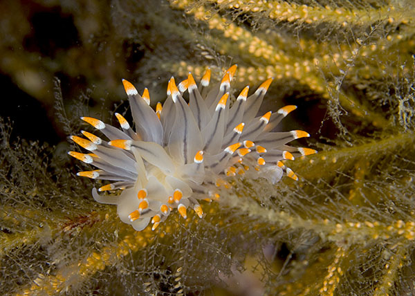 Eubranchus tricolor - Sea Slugs & Sea Hares (Nudibranchs etc)