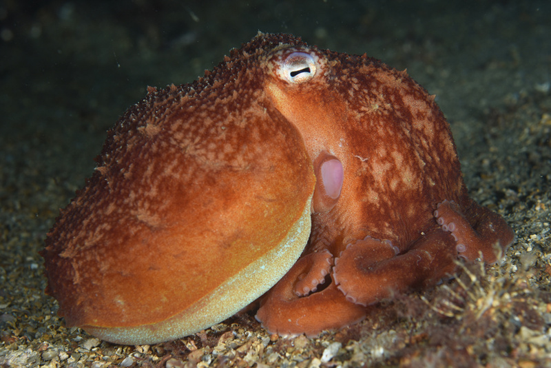 Eledone cirrhosa - Octopus, Squid & Cuttlefish (Cephalopoda)