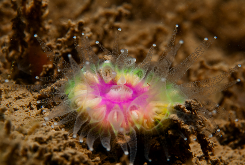 Caryophyllia smithii - Corals (Anthozoa)