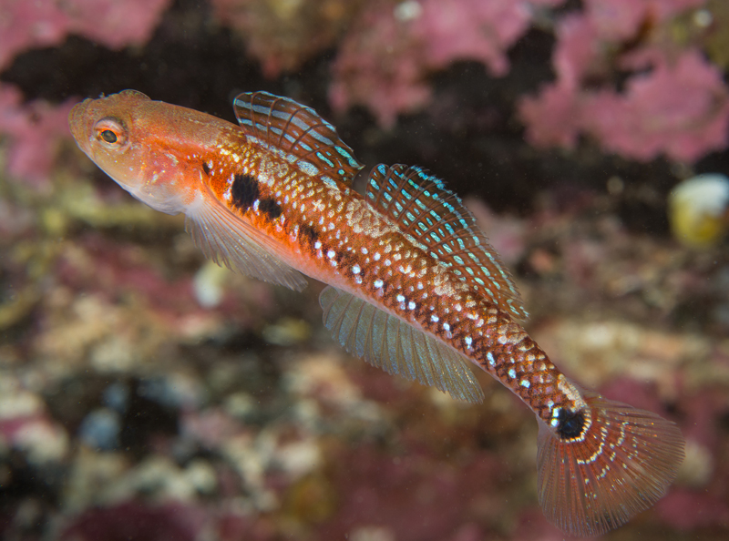 Gobiusculus flavescens - Fishes – bony and cartilagous (Pisces)