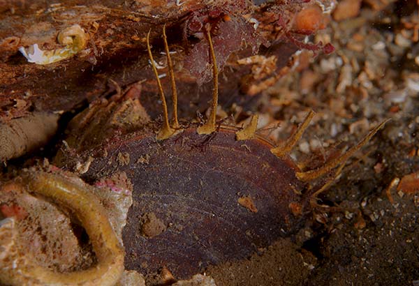 Modiolus modiolus - Sea Snails, Bivalves & Lamp Shells (Mollusca etc)