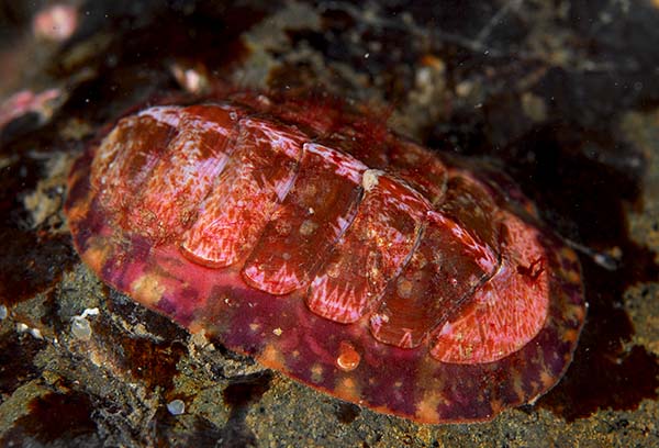 Tonicella marmorea - Sea Snails, Bivalves & Lamp Shells (Mollusca etc)