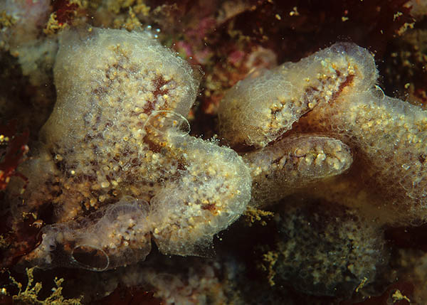 Diplosoma listerianum - Sea Squirts (Tunicata)