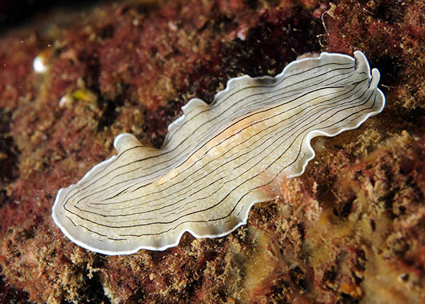 Prostheceraeus vittatus - Worms (from various groups)