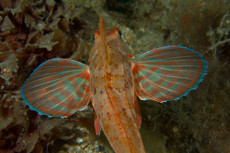 Chelidonichthys lastoviza - Fishes – bony and cartilagous (Pisces)