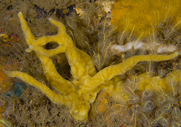 Lophon nigricans - Sponges (Porifera)