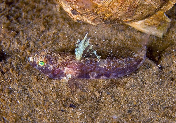 Lebutus scorpioides female - Fishes – bony and cartilagous (Pisces)