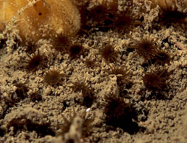 Isozoanthus sulcatus - Anemones (Anthozoa)
