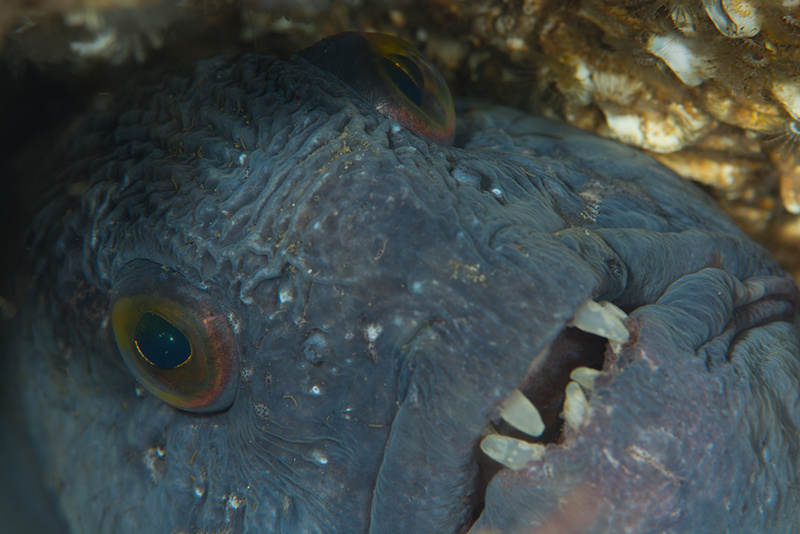 Anarhichas lupus - Fishes – bony and cartilagous (Pisces)