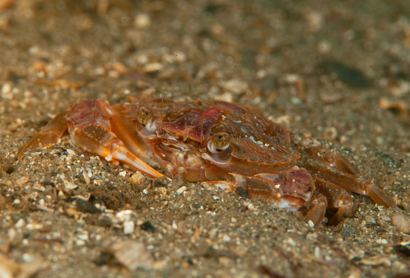 Liocarcinus depurator - Crabs, Lobsters, Shrimps & Prawns etc (Crustacea)