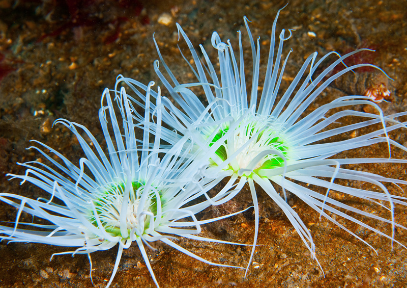Synarachnactis lloydii - Anemones (Anthozoa)