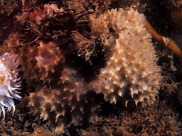 Dysidea fragilis - Sponges (Porifera)