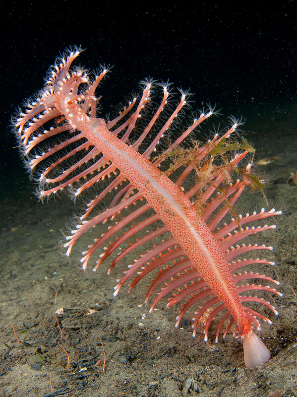 Pennatula phosphorea - Corals (Anthozoa)