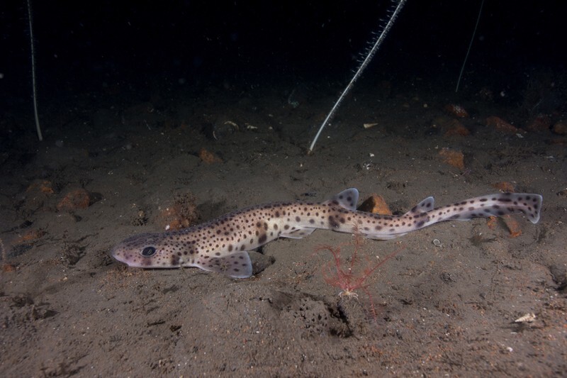 Scyliorhinus canicula - Fishes – bony and cartilagous (Pisces)