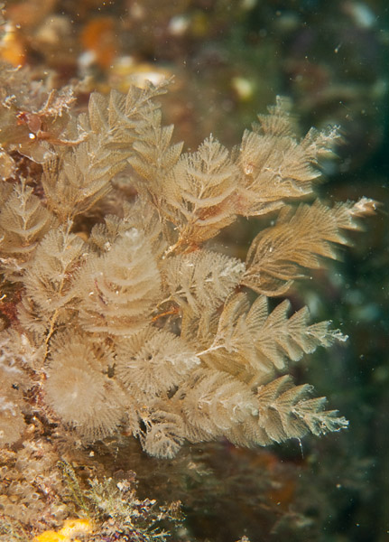 Bugula plumosa - Sea Mats (Bryozoa)
