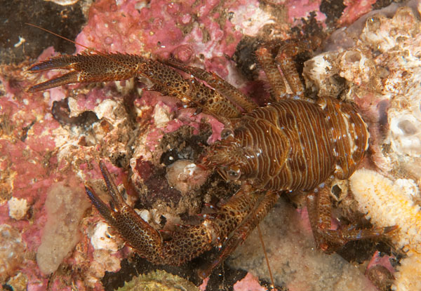 Galathea squamifera - Crabs, Lobsters, Shrimps & Prawns etc (Crustacea)