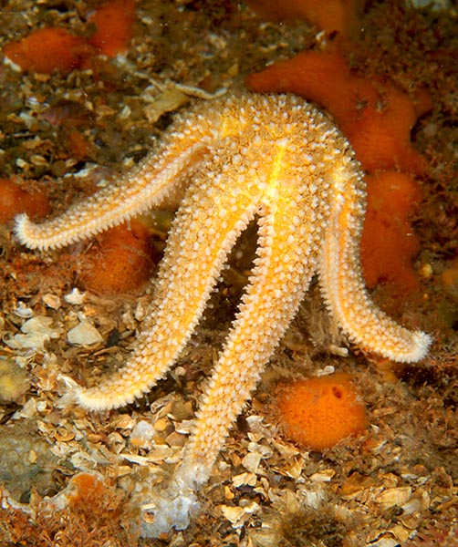Asterias rubens preparing to spawn - Starfish (Echinodermata)
