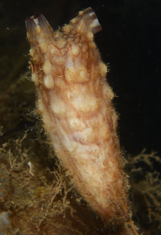 Styela clava - Sea Squirts (Tunicata)