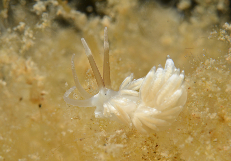 Favorinus branchialis - Sea Slugs & Sea Hares (Nudibranchs etc)