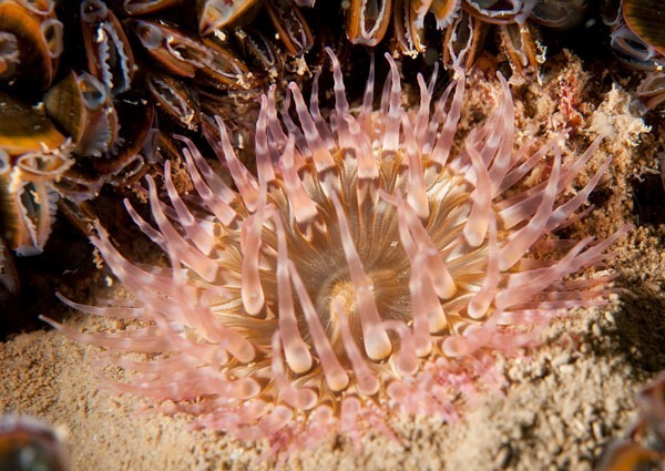 Sagartia troglodytes - Anemones (Anthozoa)
