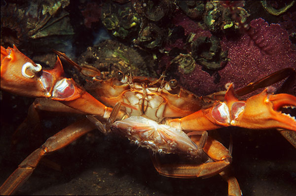 Liocarcinus depurator pair - Crabs, Lobsters, Shrimps & Prawns etc (Crustacea)