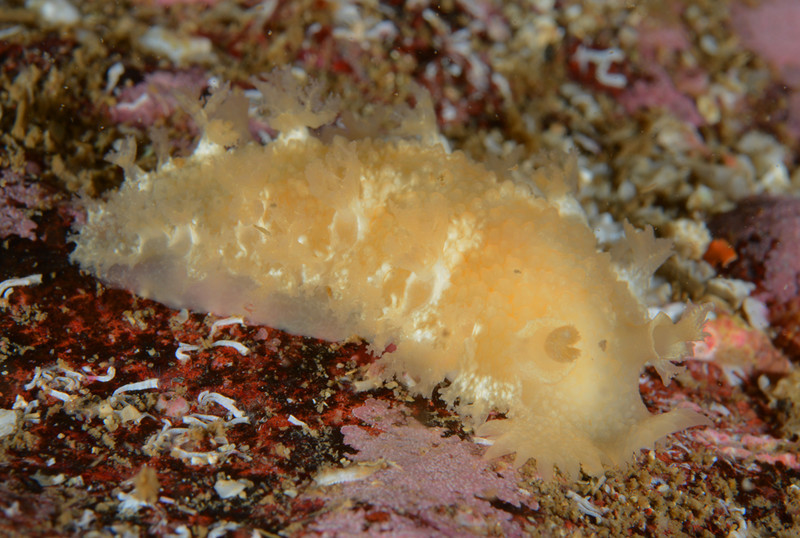 Tritonia hombergi - Sea Slugs & Sea Hares (Nudibranchs etc)