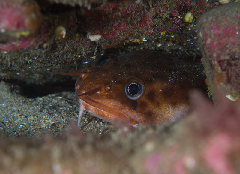 Gaidropsarus vulgaris - Fishes – bony and cartilagous (Pisces)