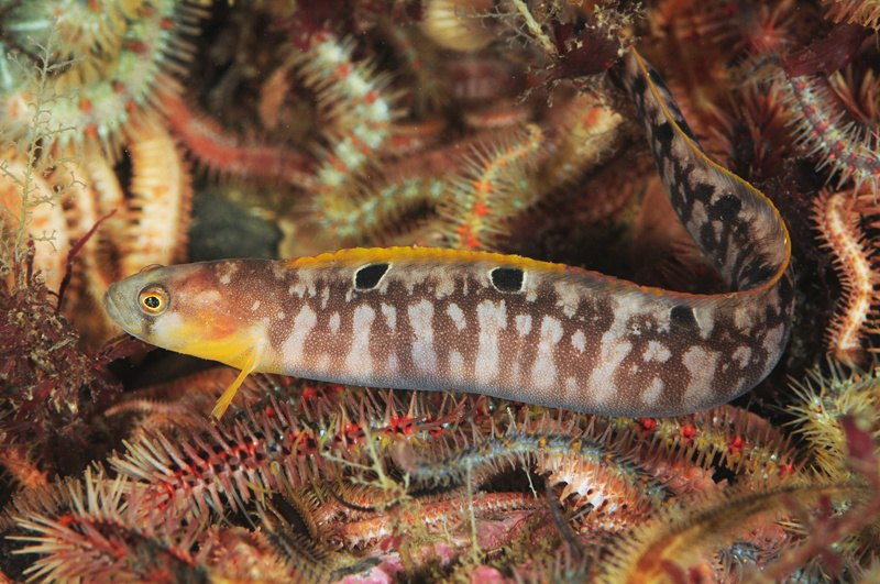Pholis gunnellus - Fishes – bony and cartilagous (Pisces)