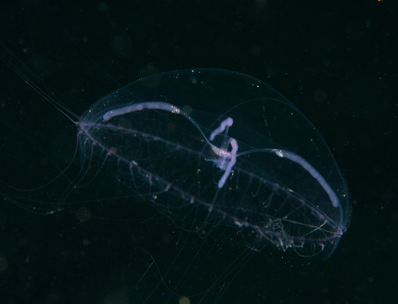 Mitrocoma cellularia or Staurophora mertensi