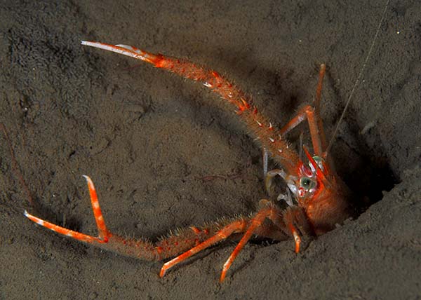 Munida rugosa - Crabs, Lobsters, Shrimps & Prawns etc (Crustacea)