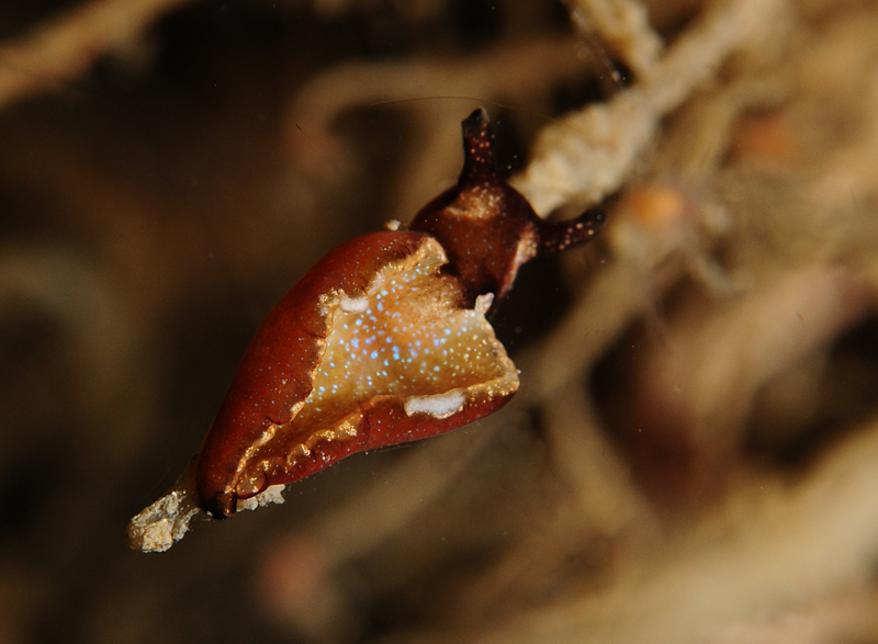 Elysia viridis - Sea Slugs & Sea Hares (Nudibranchs etc)