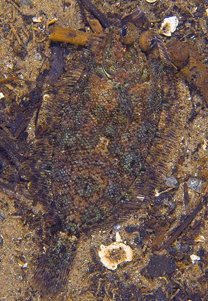 Phrynorhombus norvegicus - Fishes – bony and cartilagous (Pisces)