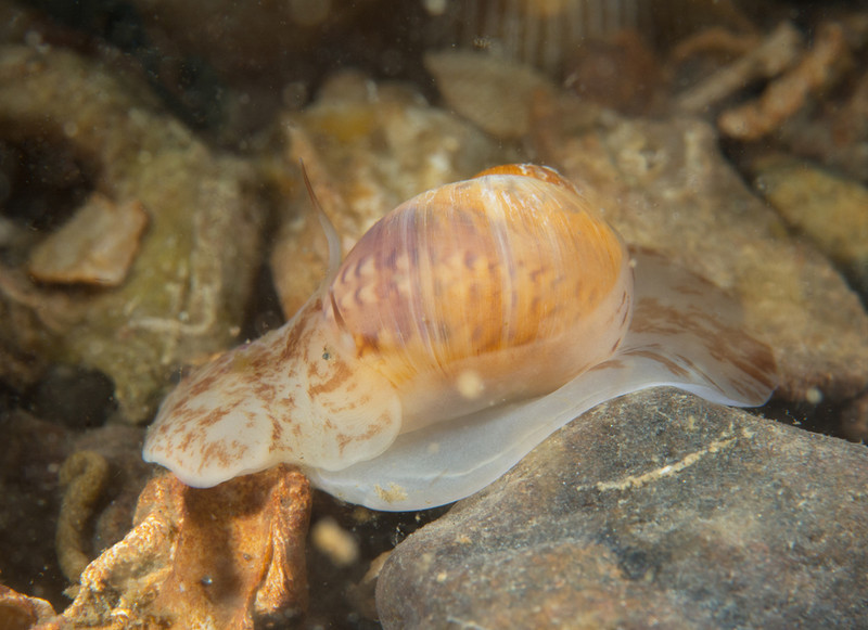 Polinices pulchellus