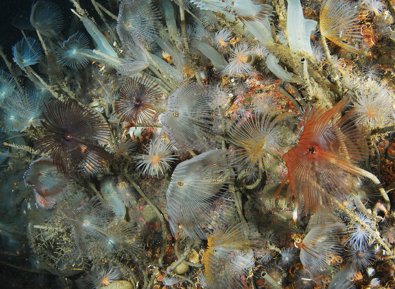 Scottish sea loch - Habitat Scenes