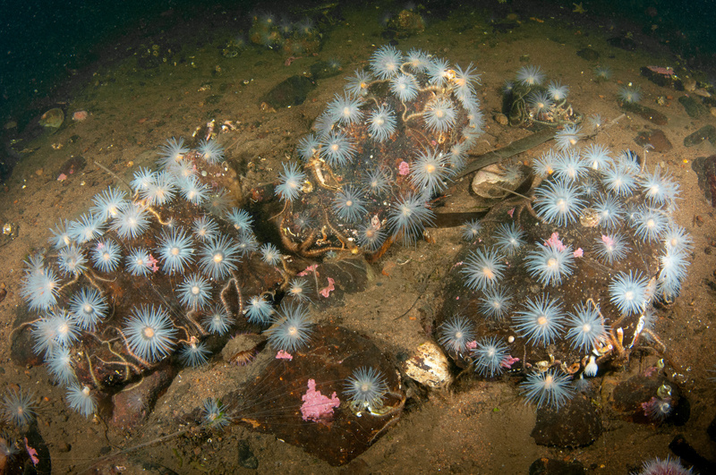 Scottish sea loch - Habitat Scenes